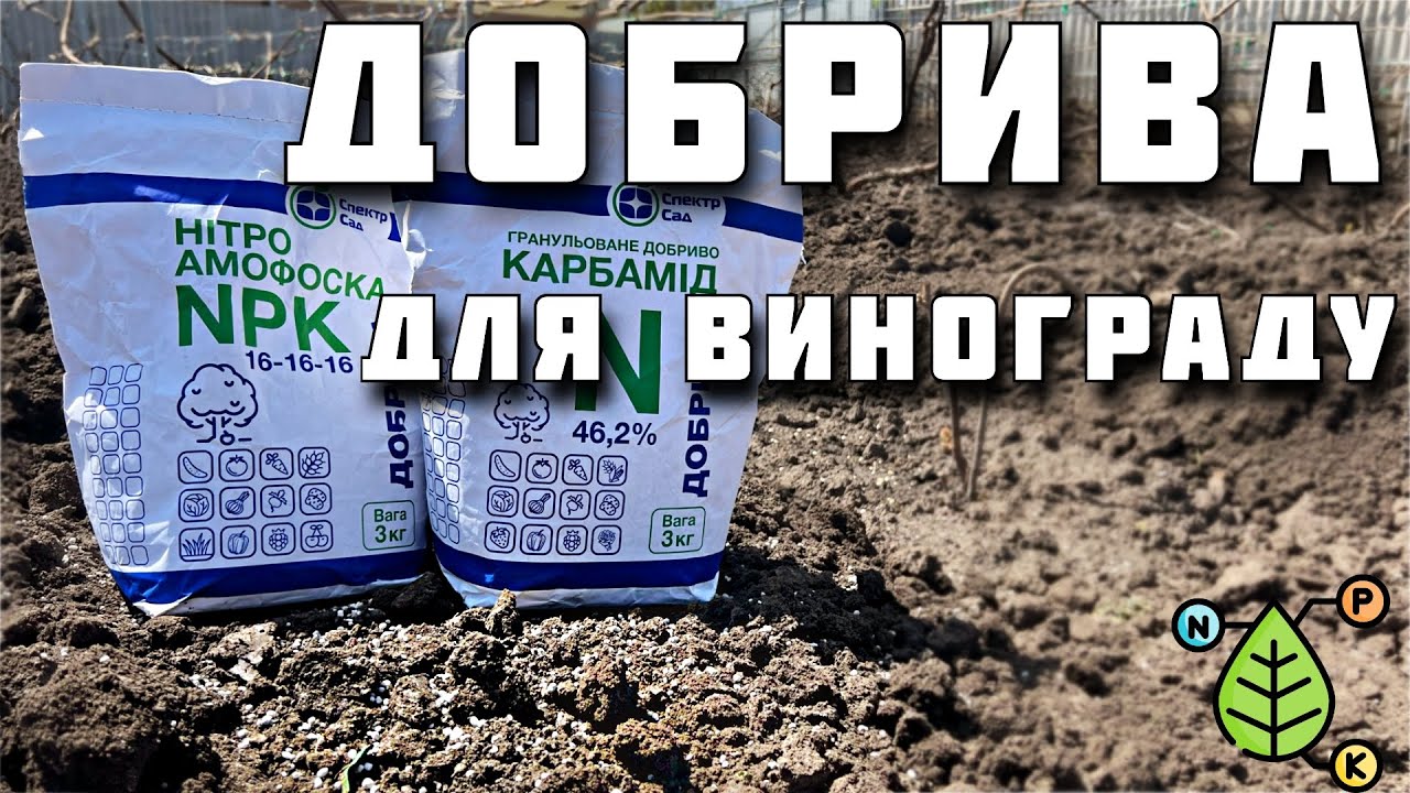 Чим ПІДКОРМИТИ виноград. Внесення мінеральних добрив. Основна підкормка винограду і саду весною