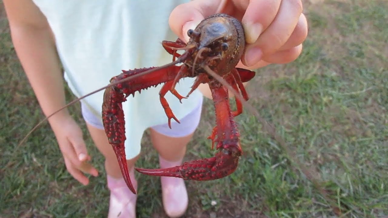 Trapping Crayfish with Kids: A Great Outdoor Family Activity