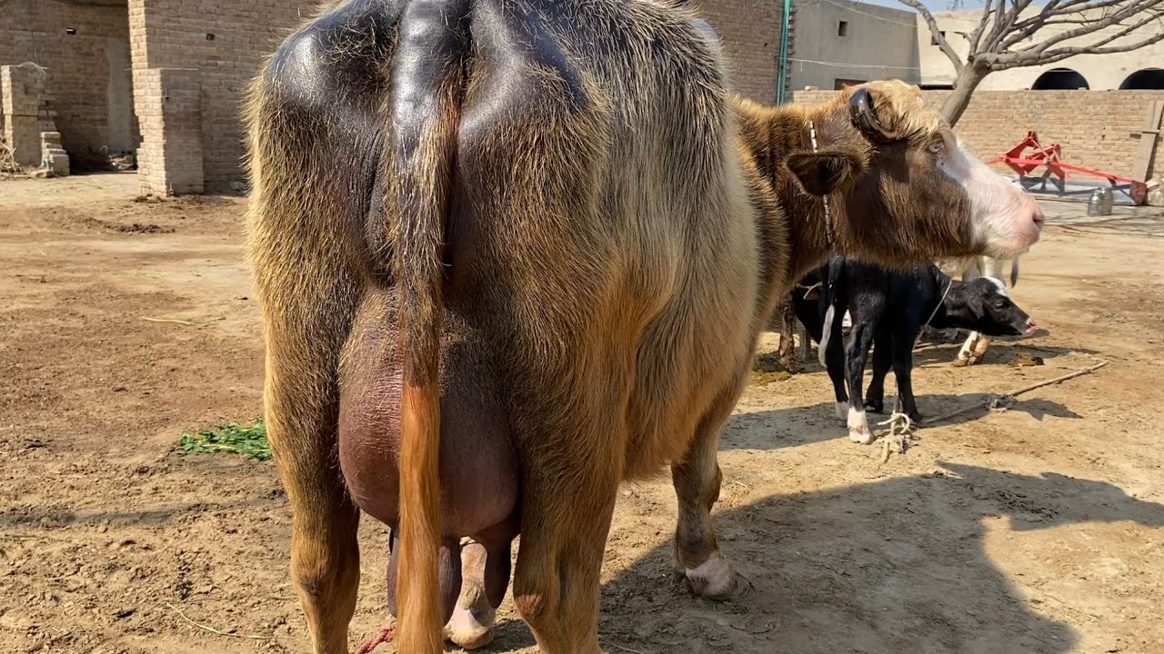Buffalo for sale in Punjab Pakistan pure neeli bloodline/17/2/2026/.  03480678468