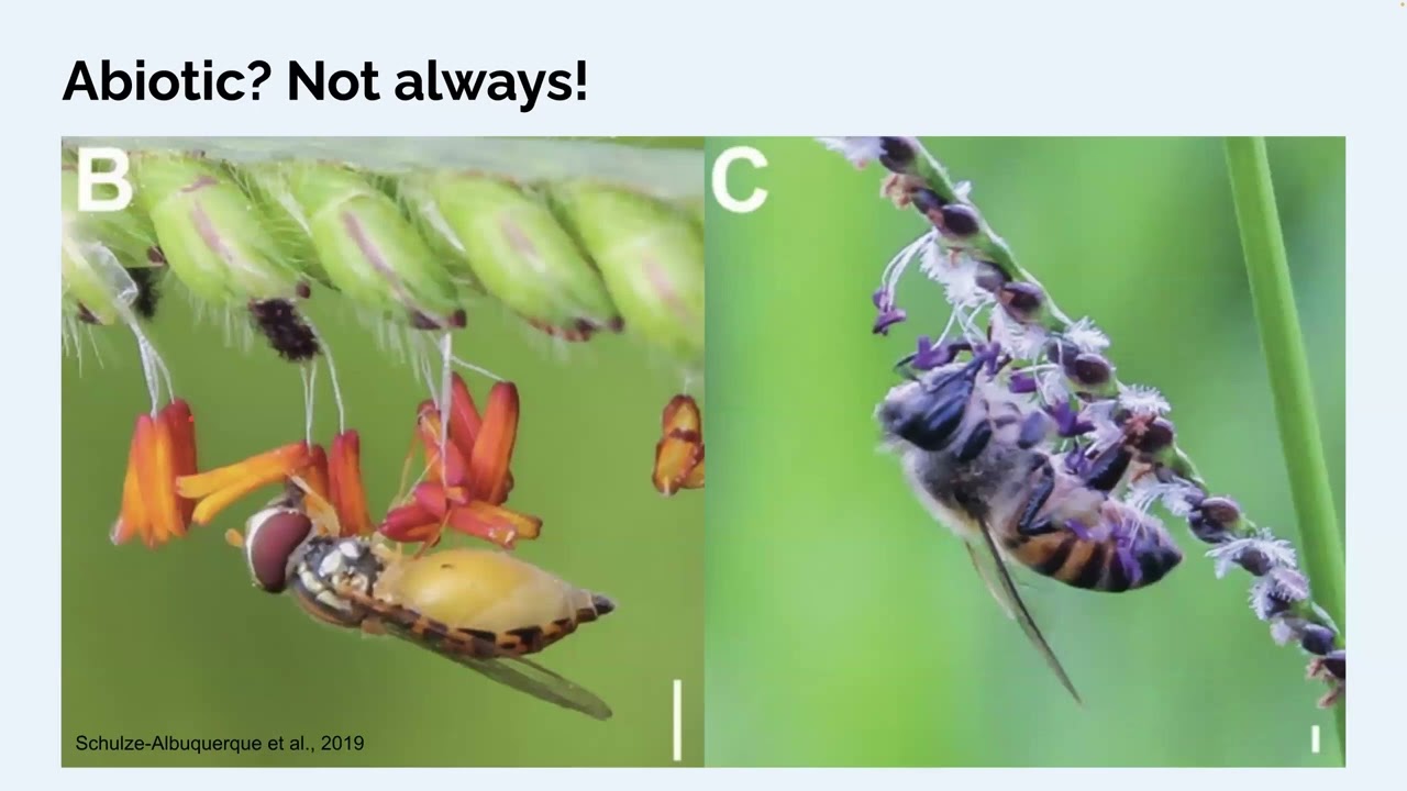 BIO351 04b - Pollination syndromes