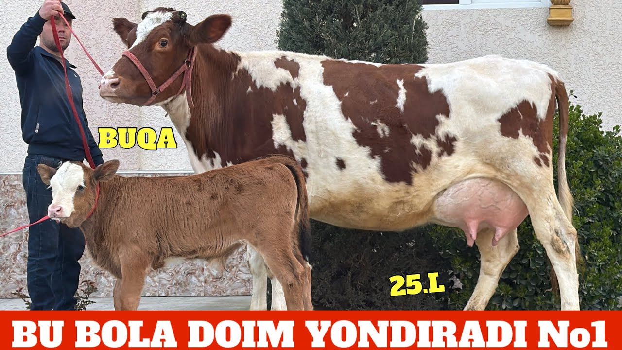 CHEMPION SIGIRLAR BOLASI BUQA YOSH SIFATLI NARXLAR JUDA ZOʻR BOʻLDI