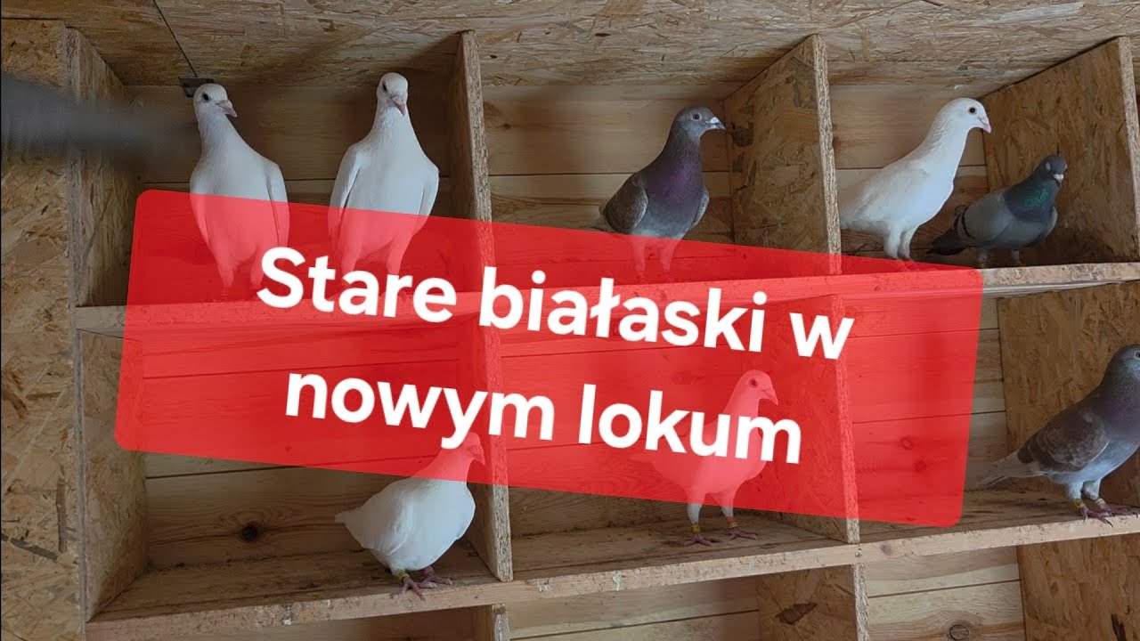 Białe pocztowe w nowym gołębniku, woliera nadal nie skończona, problem z podłoga 06.07.2025😡