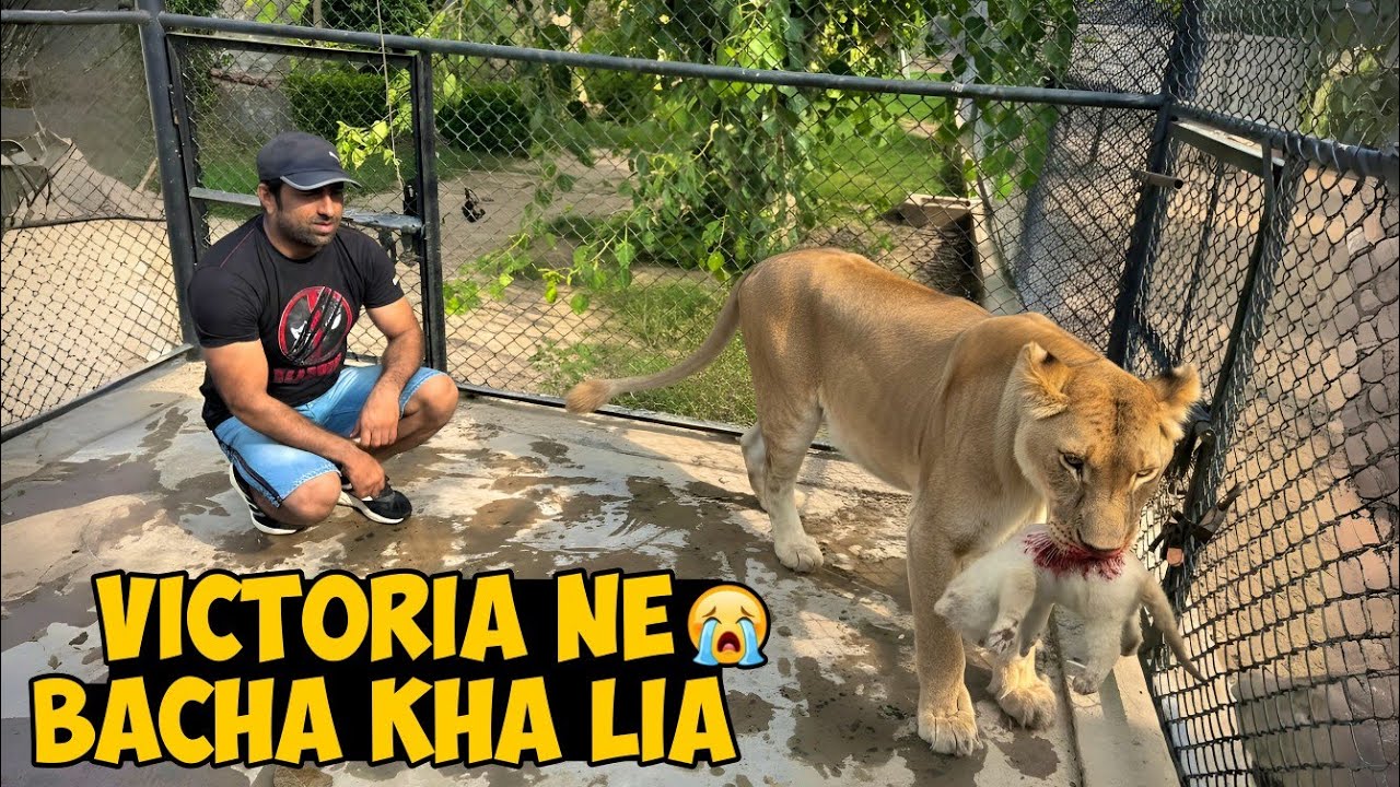 Victoria Ne Luna Ka Cub Kha Liya 💔 | Khushi Ka Lamha Dard Mein Badal Gaya 😭
