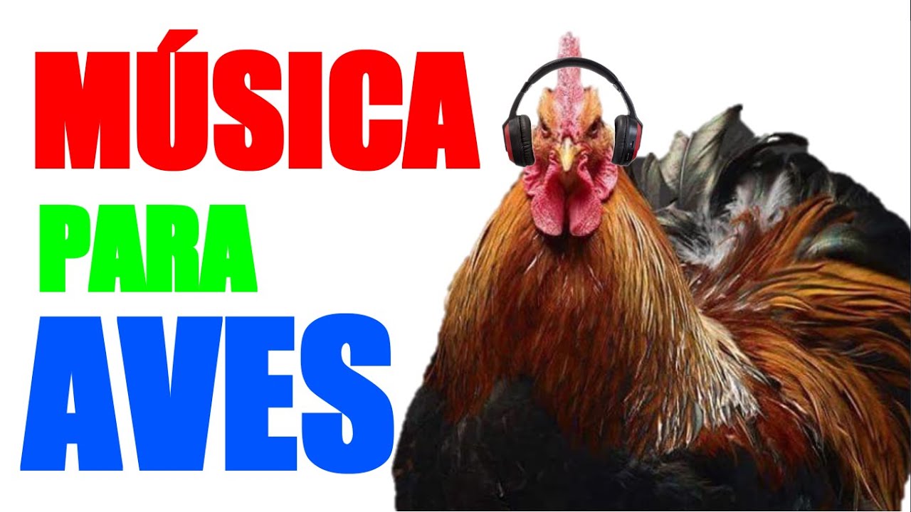 Pon esta MÚSICA a tus GALLINAS, PATOS, PAVOS, LOROS y sé RELAJARÁN | Música Relajante para AVES