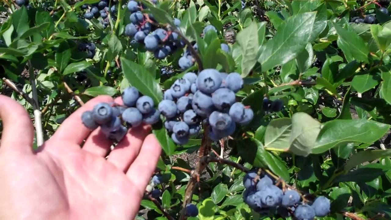 Extending Blueberry Picking Season - Best Blueberry Plant Varieties from Top Expert Farmers in NJ