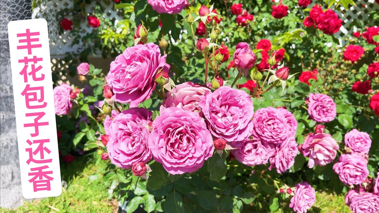 又便宜又好的品种，名叫传家宝月季，英文名Heirloom Rose或者Heirloom Hybrid Tea Rose(园艺篇239）