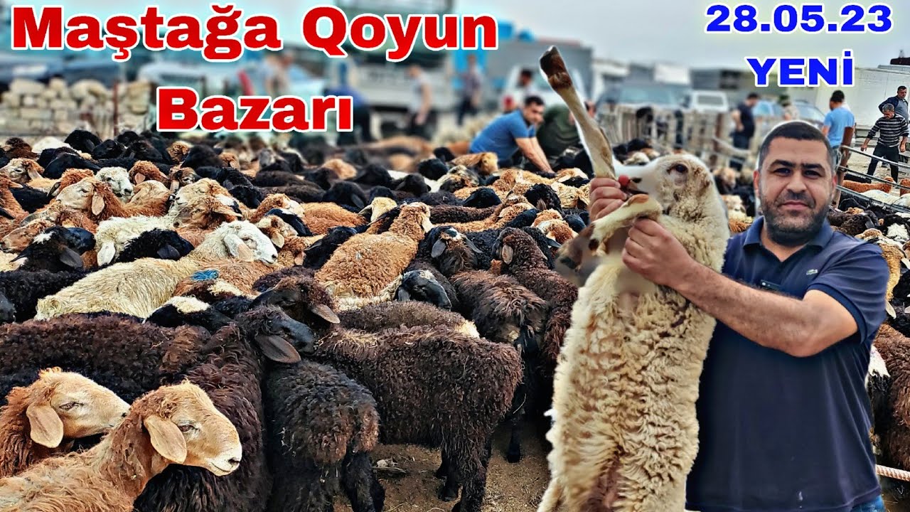 Maştağa Qoyun Bazarı 28 may 2023 @mubarizemintv2271