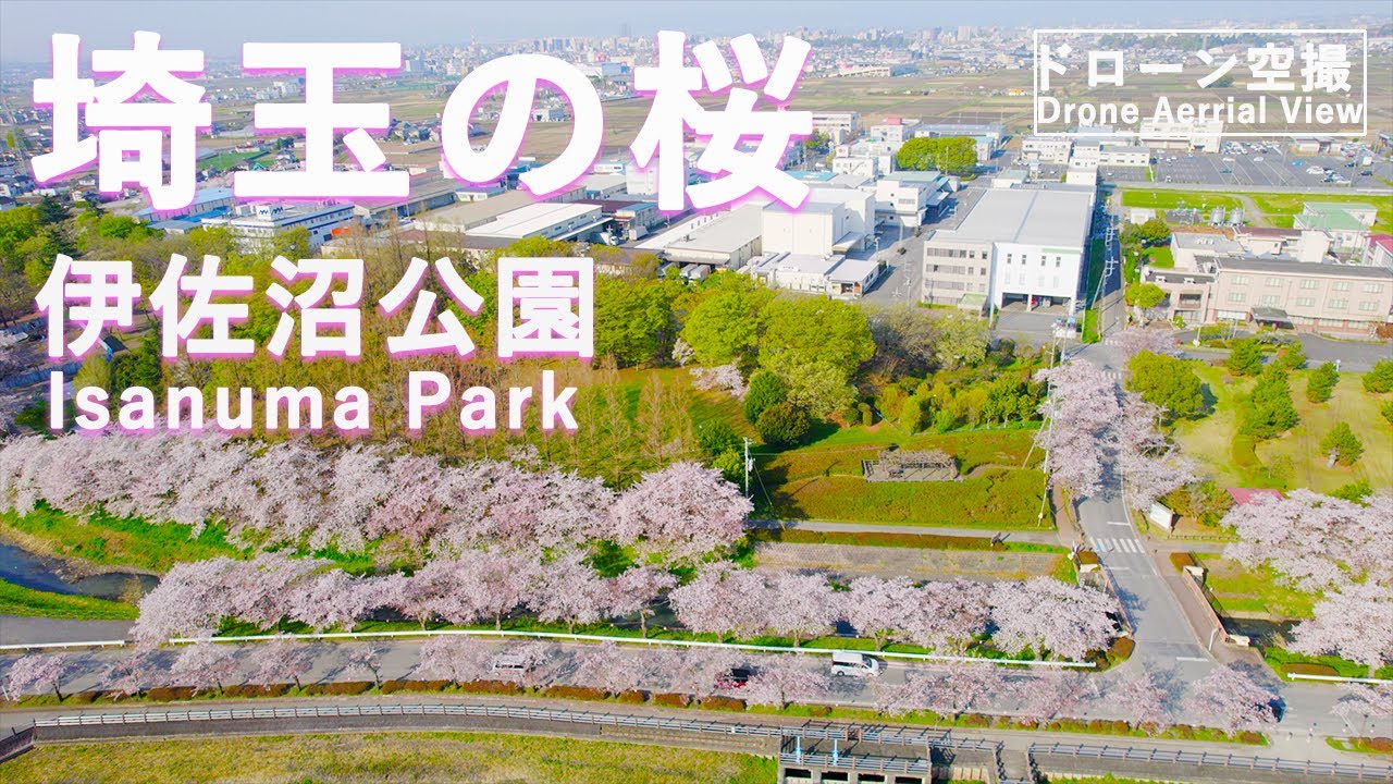 【埼玉の桜】川越  伊佐沼公園のさくら ドローン空撮