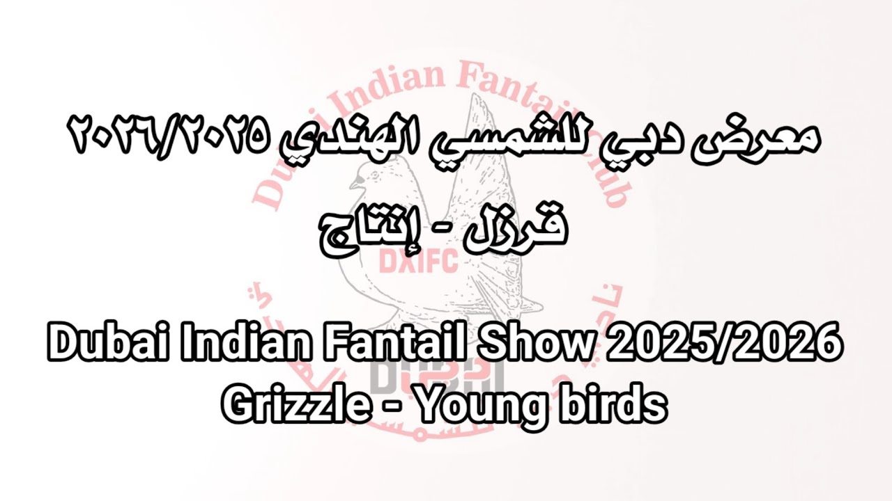 معرض دبي للشمسي الهندي ٢٠٢٦/٢٠٢٥ قرزل إنتاج Dubai  Indian Fantail Show 2025/2026 Grizzle Young birds