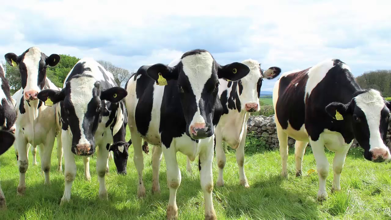 Engineering Behind Dairy Farming - Episode 101