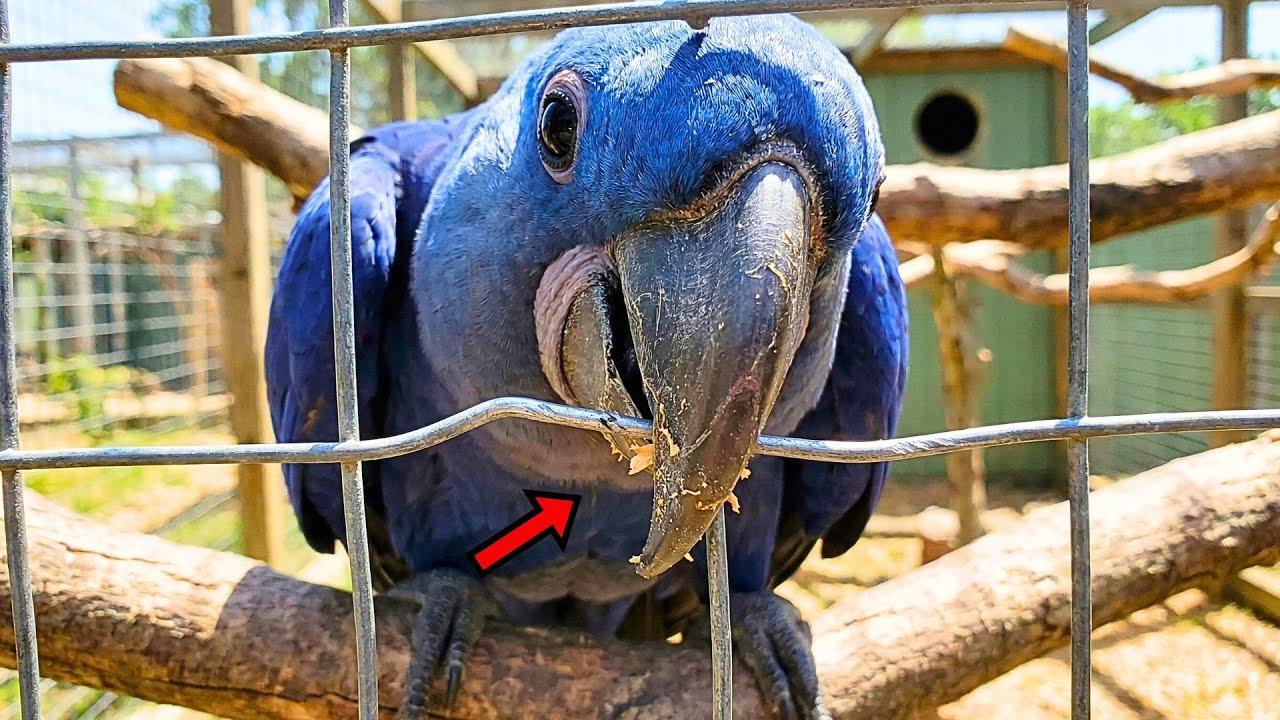 He Bit Through Metal! The Insane Power of a Hyacinth Beak