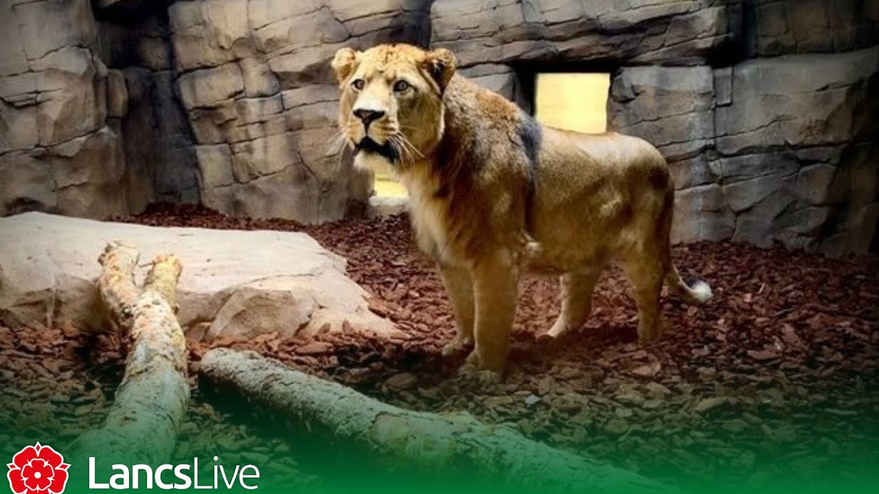 Up close and personal with big cats inside Blackpool Zoo's new £1.5m Big Cat enclosure as it reopens
