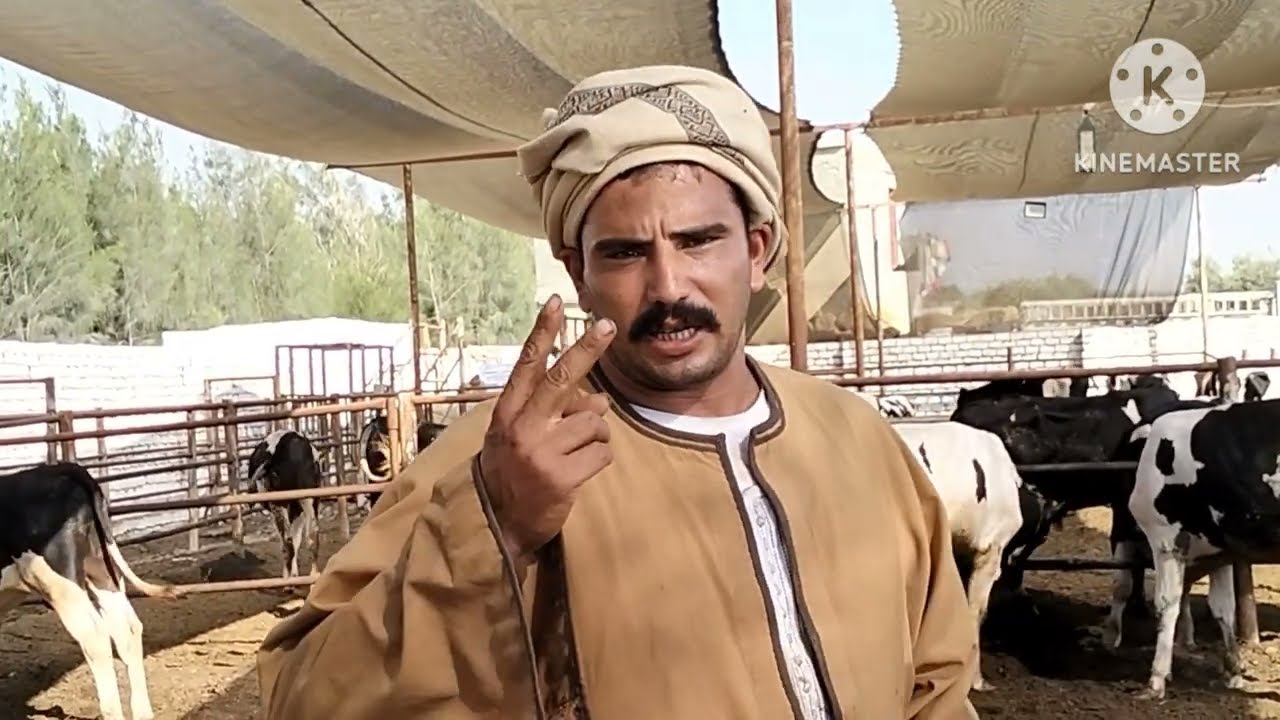 شوف كم واحد بيقع في الخطا ده (قبل البيع والشراء) ازاي تتعلم الشراء مملكه العجول ودراسه جدول السباعي