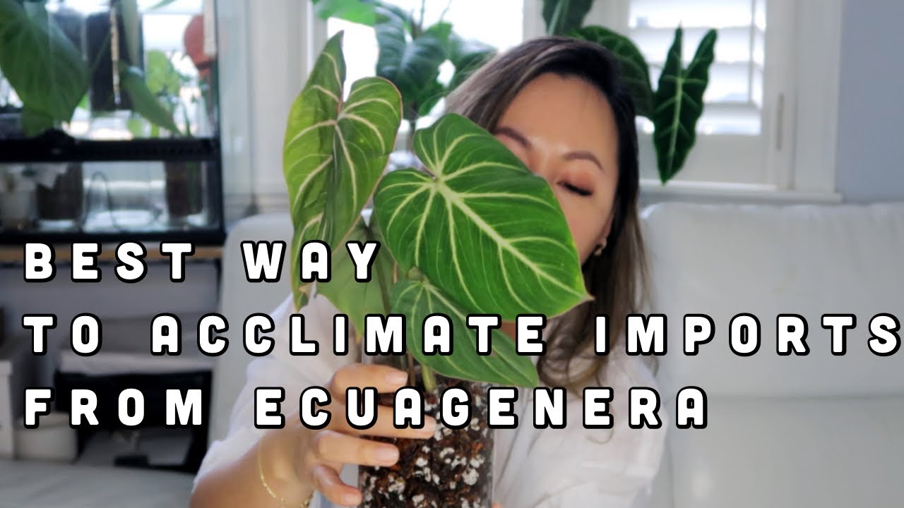 BEST WAY TO ACCLIMATE IMPORTS FROM ECUAGENERA | PHILODENDRON GLORIOSUM ZEBRA