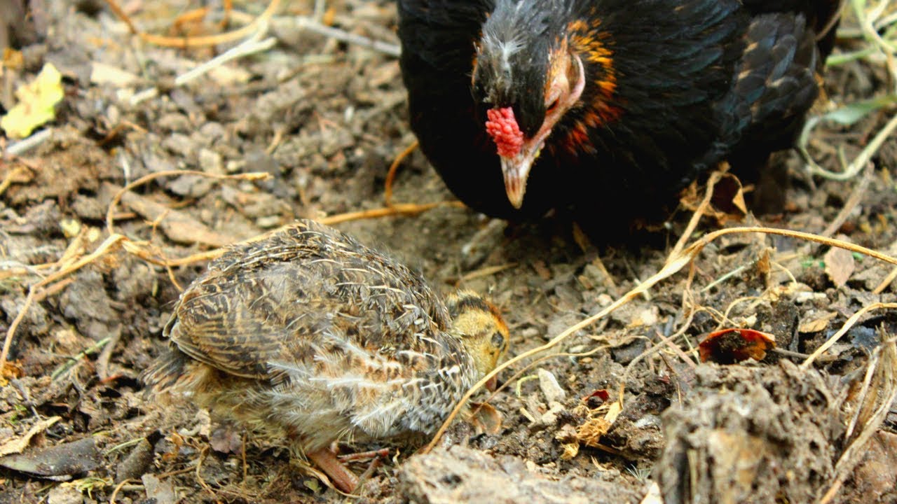 Organic Quail Hatched & Raised by Hen Pt 1 - The Great Quail Adventure Revisited