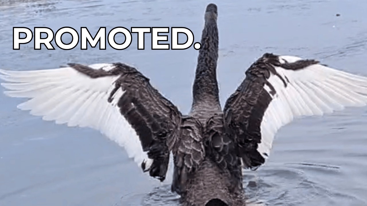 PROMOTED   Cinematic Black Swan Leadership in the Wild 1