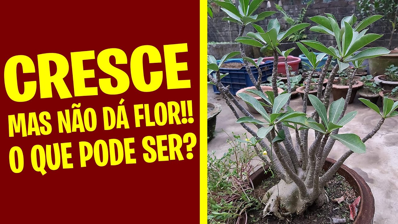 Rosa do Deserto cresce mas NÃO DÁ FLOR, o que pode ser? #cidoresponde