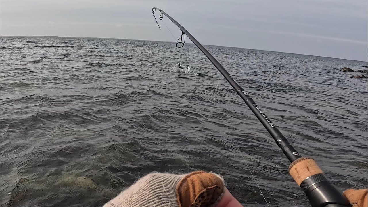 Havørredfiskeri - Havørreder i hugget + mister igen en stor PR havørrede.