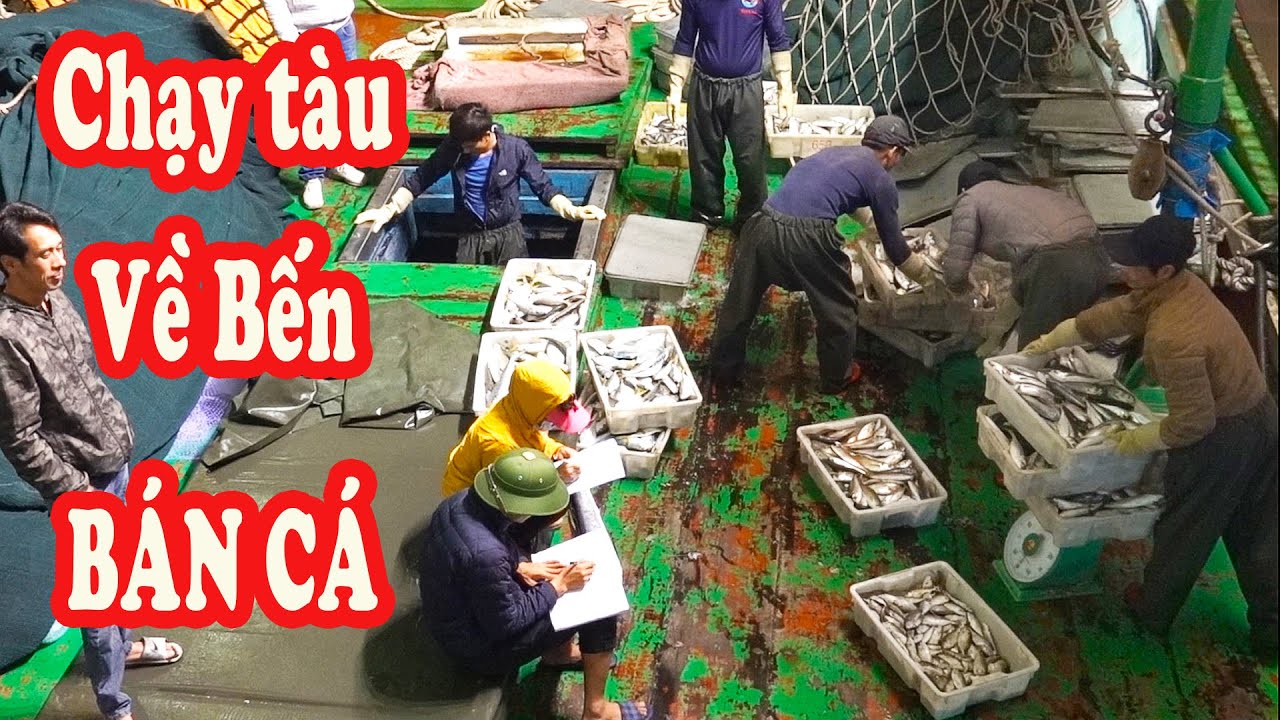 Chạy Tàu Về Bến BÁN HẢI SẢN Nhiều Loại Cá Mực - Sell Seafood / P239