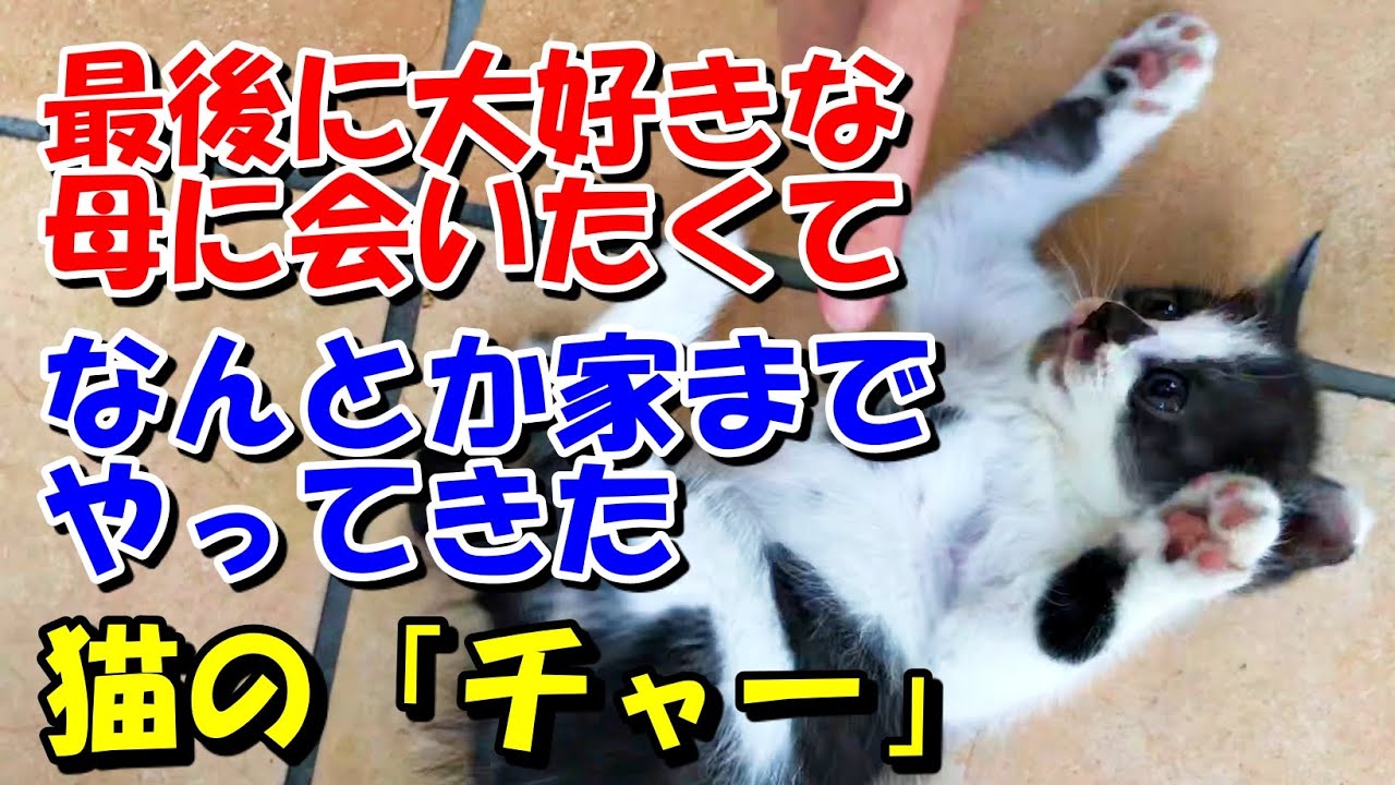 【猫の感動する話】最後に大好きな母に会いたくて、なんとか家までやってきた猫の「チャー」