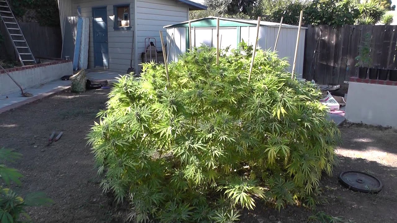 The Girls Next Door Harvest Update 10/9/12
