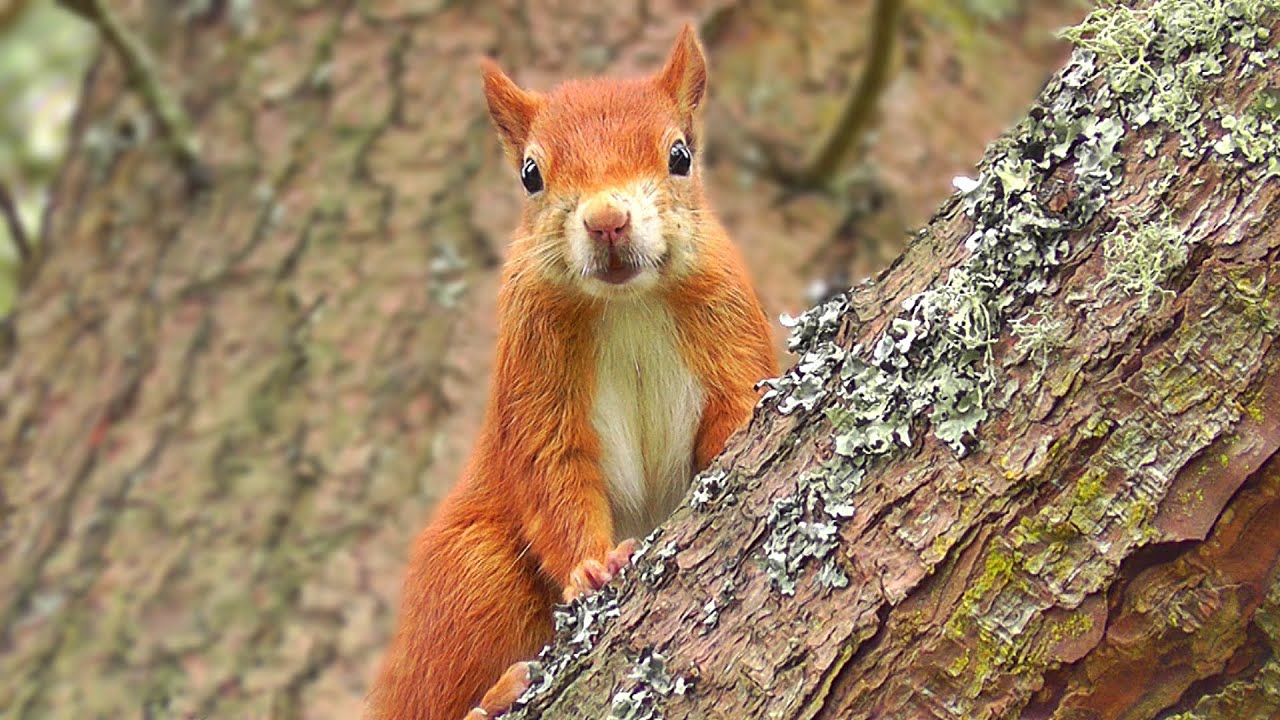 Red Squirrels on The Island of Tresco, Isles of Scilly : Red Squirrel