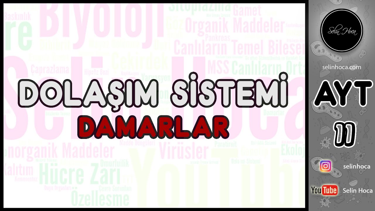 20) Dolaşım Sistemi - Damarlar