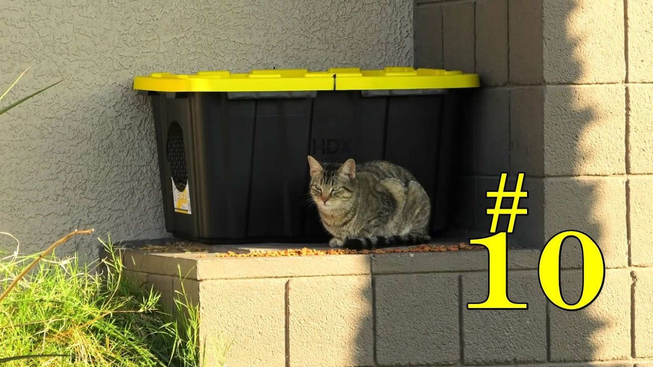 The Cats of Mad Katterville #10