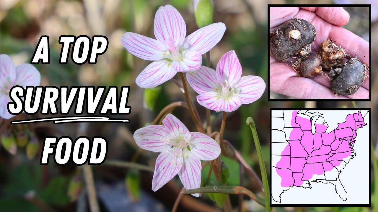 These Pink Flowers Reveal a Top Survival Food in the Eastern US