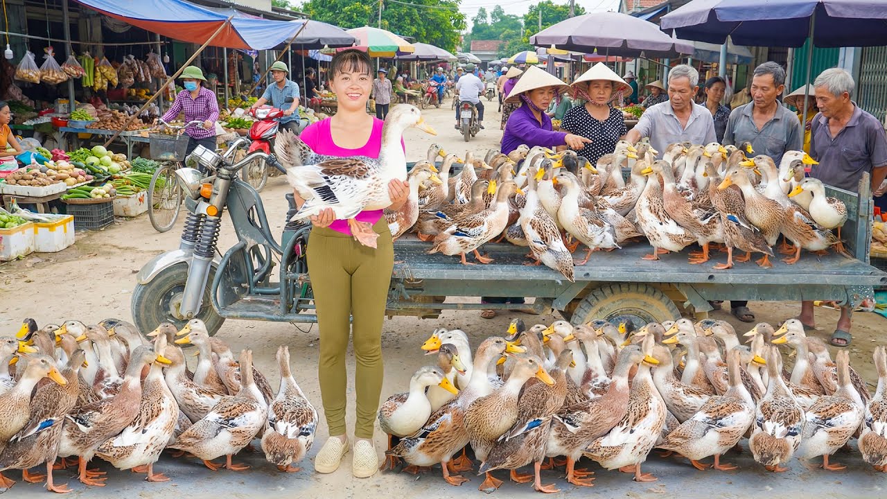 Harvesting 200 Ducks After 4 Month of Raising, Use 3-Wheeled Truck Go To Countryside Market Sell