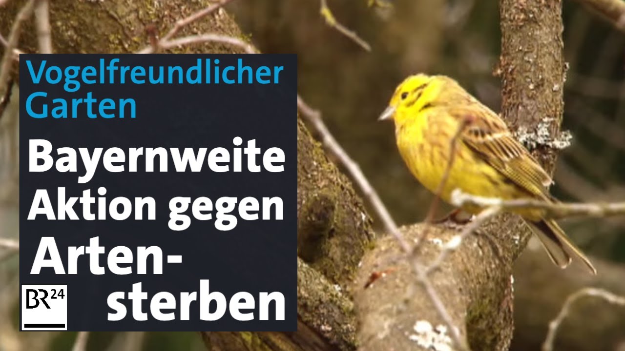 Bayernweite Aktion: So wird ein Garten vogelfreundlich | Abendschau | BR24