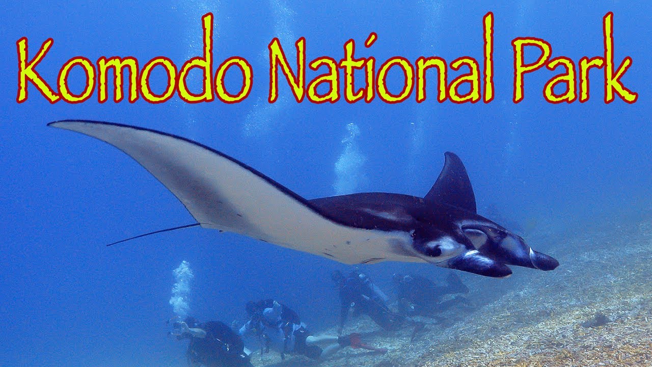 5 days of diving in Komodo National Park. Including diving on Shotgun with strong currents.