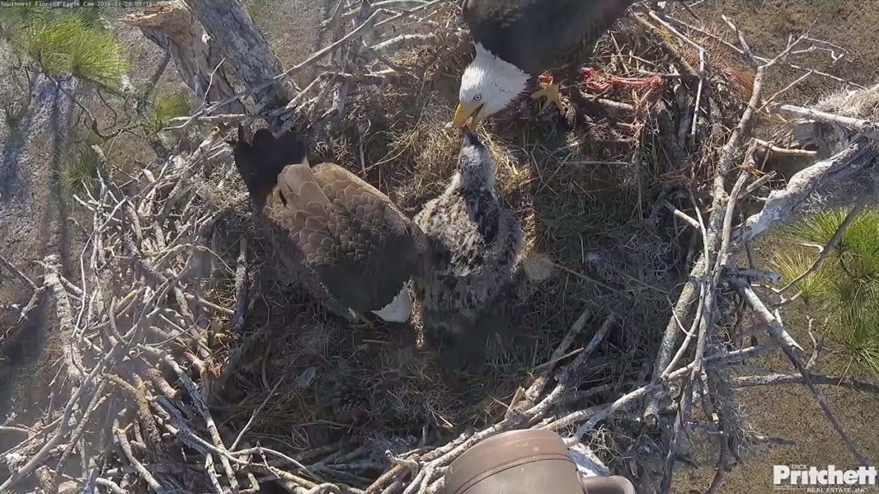 SWFL EAGLE CAM 2026.1.20 ❤️Between caring for E26, the parents enjoyed a brief pond date.