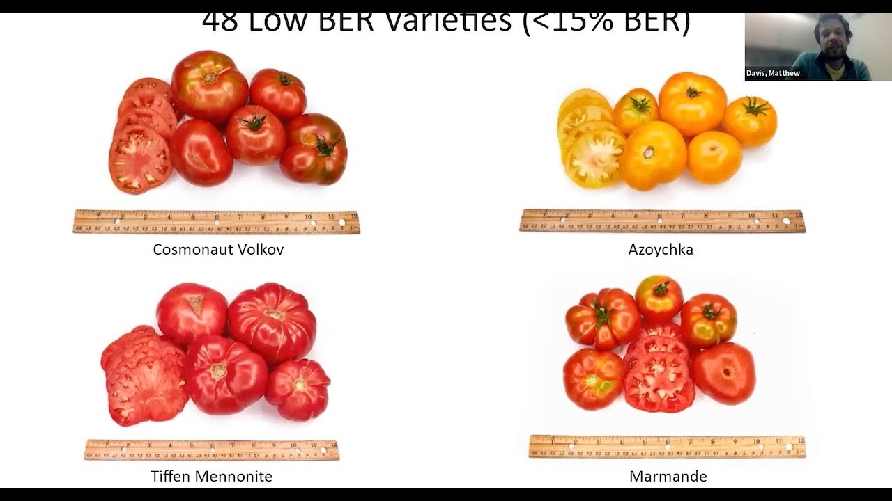 Dry Farmed Tomato Production and Marketing, Matt Davis