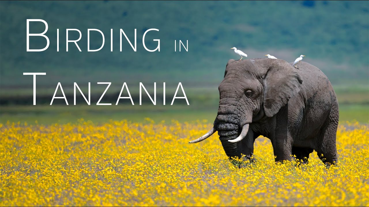 Tanzania Birding Adventure: Into Africa’s Eden – Ngorongoro | Birds of Tanzania | 5/5