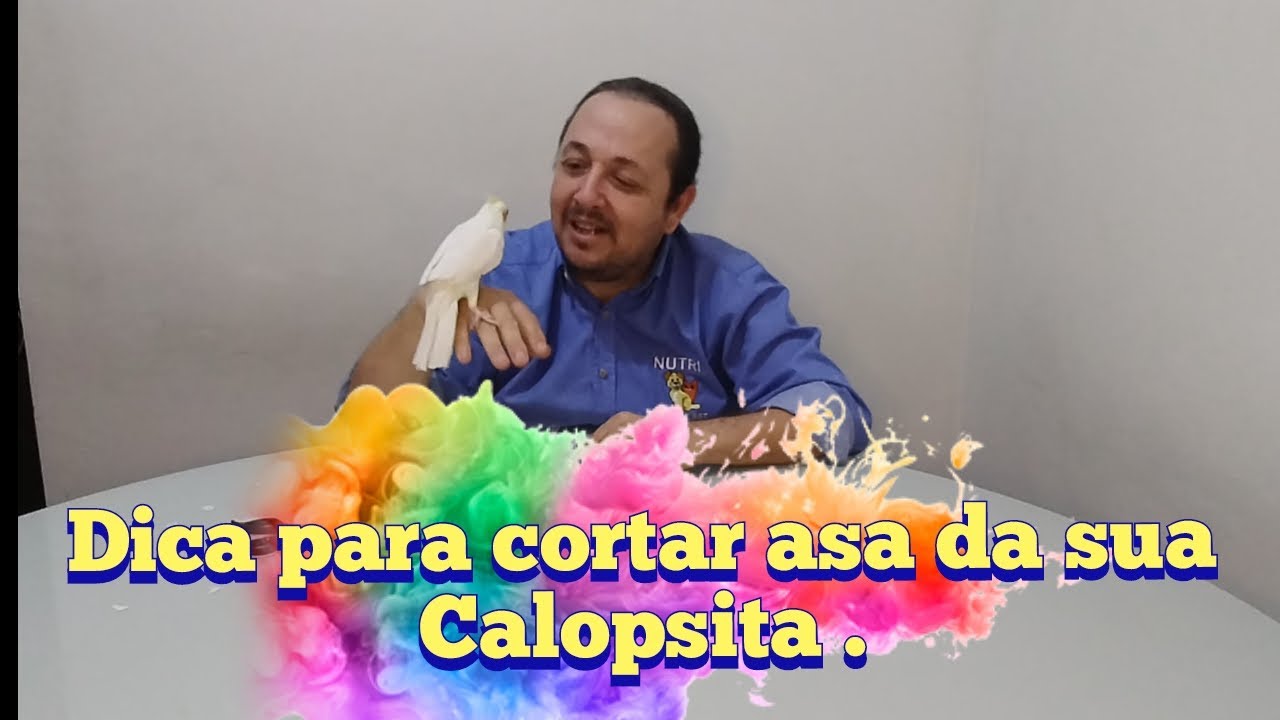 Dica para aparar as asas da sua Calopsita. #calopsita #calopsitascantando #passaros #pet #petshops