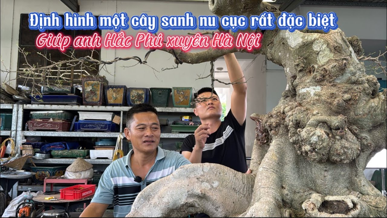 NamLe bonsai | Định hình một cây sanh Nu Cục đặc biệt giúp anh Hắc Phú Xuyên HN