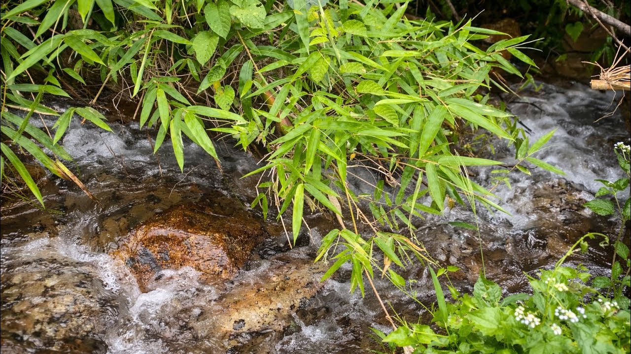 Relaxing Stream Sounds in Bamboo Forest for Deep Sleep & Focus | 2 Hour Nature Ambience