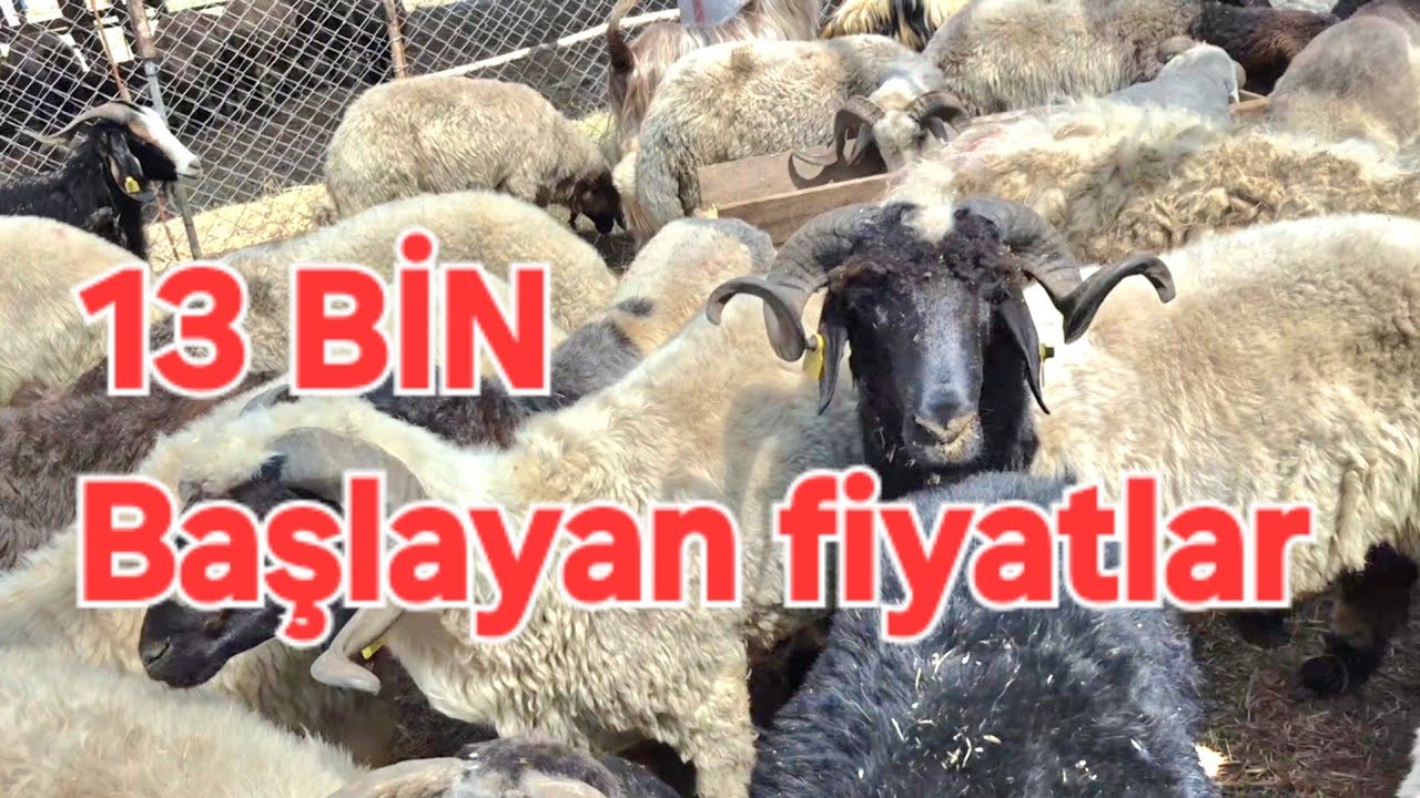 ADANA YÜREĞİR YAVUZLAR AKINCILAR HAYVAN PAZARI.
