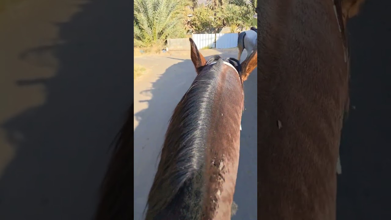 #اكسبلور#خيل #الخيال .ركوب القدرة والتحمل للخيل في الوادي 