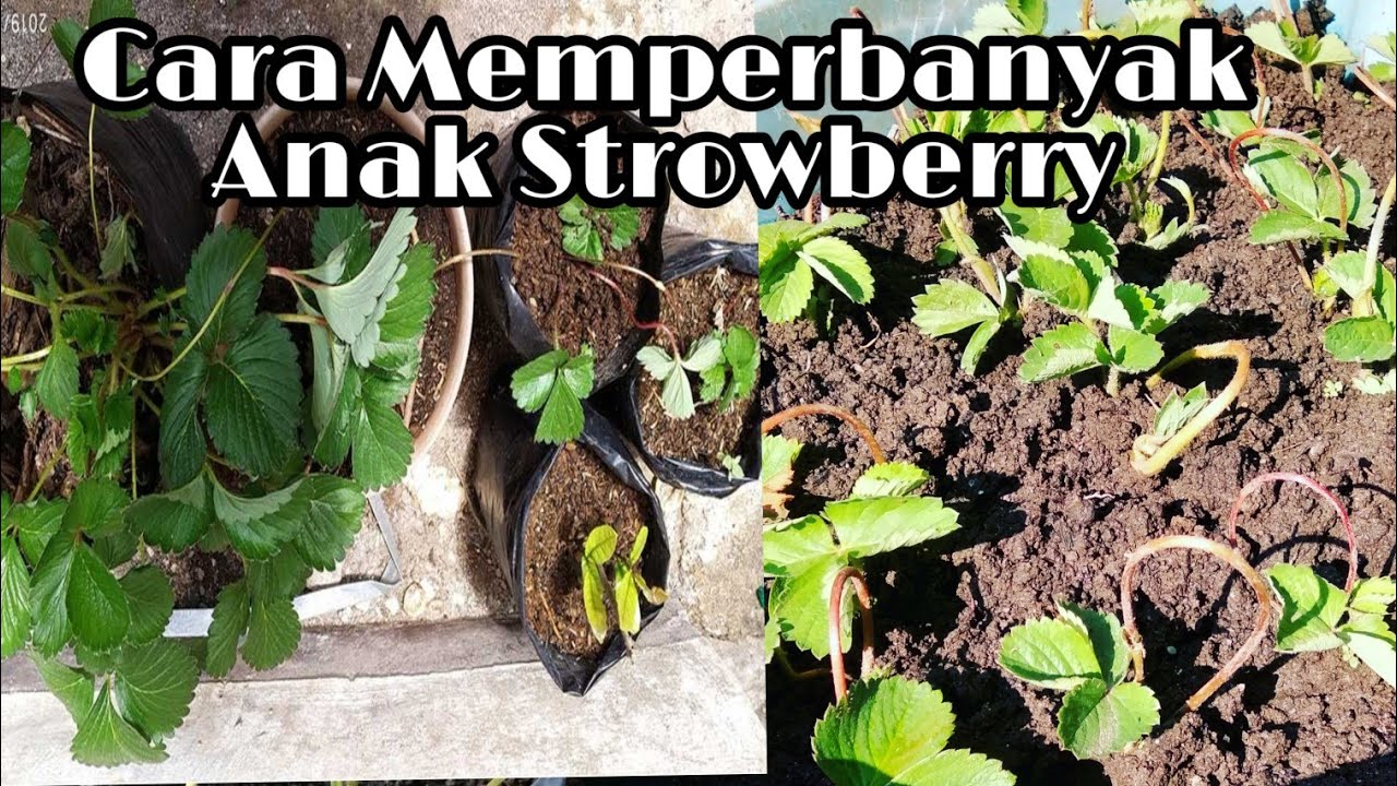 Cara Budidayakan Strowberry agar cepat banyak|| Sulur atau anak Strowberry