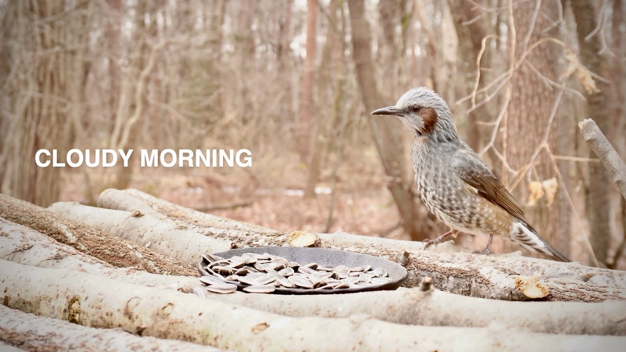 Cloudy Morning at the Bird Feeder | Started at 10 AM, 2.0°C / 35.6°F
