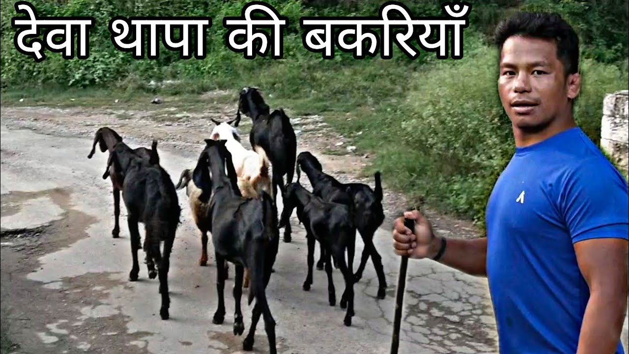 आज निकले हैं देवा थापा अपनी बकरी चुकाने :/# Deva Thapa Nepal