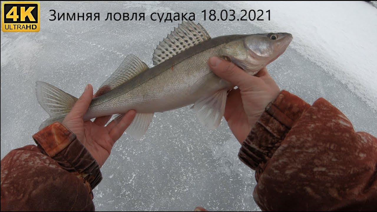 Зимняя ловля судака на зимнюю блесну ручной работы. Озеро Ильмень.