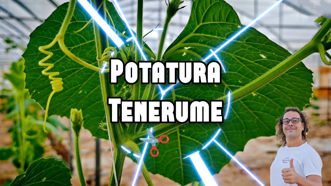 Guida prima spollonatura e defogliazione Tenerume Prime fasi coltivazione zucchino pergola