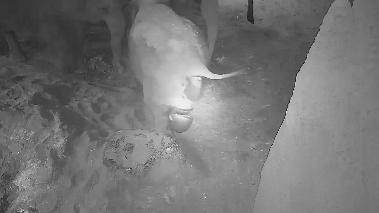 Olifant geboren in Diergaarde Blijdorp Rotterdam