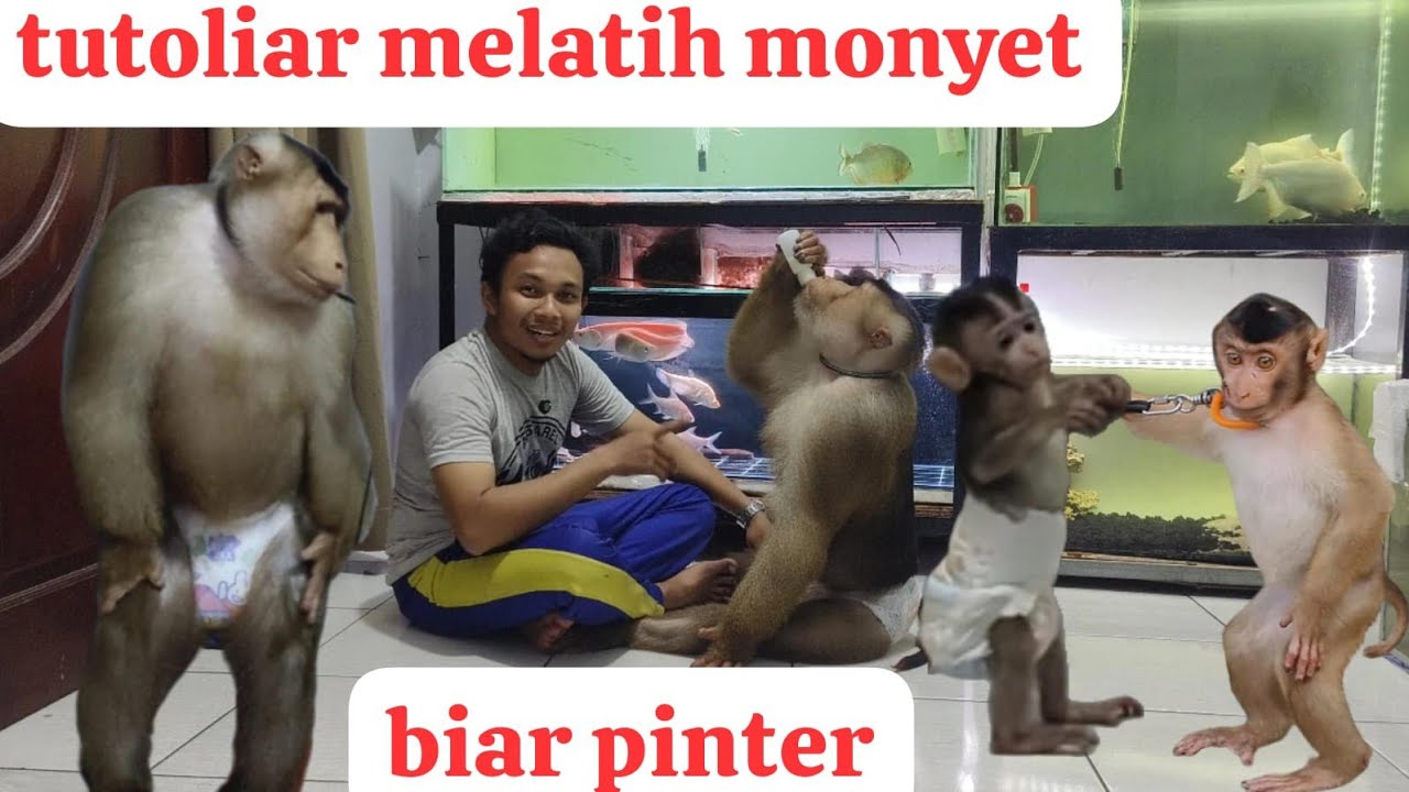 cara melatih monyet dan beruk biar nurut dan pintar seperti beruk Bastian dan monyet Baim tiktok!!!