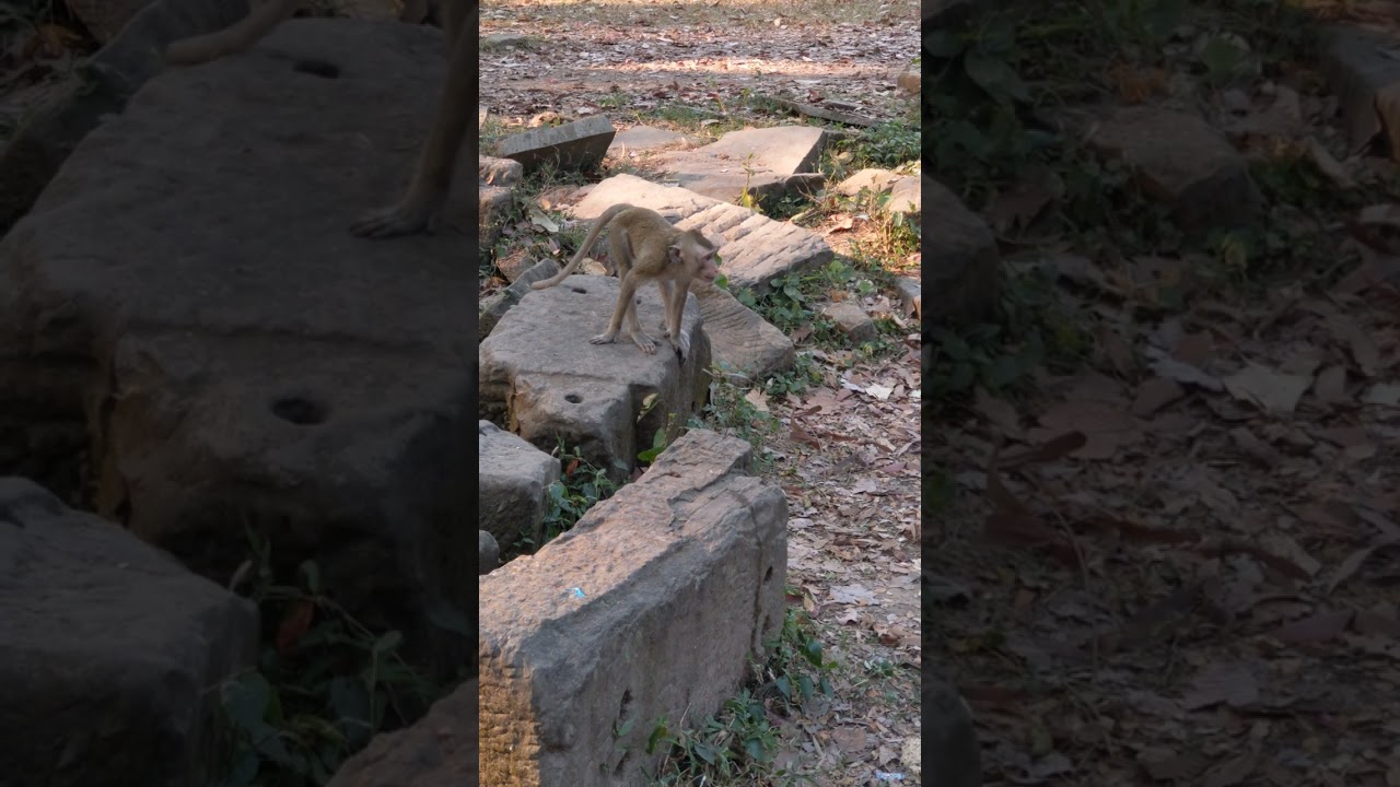 Top Wild Monkey Video 2023, little cute monkey