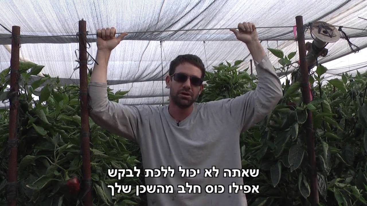 115.3. הערבה - סרט גמר