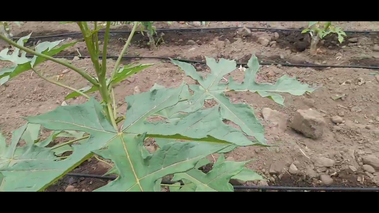 Cómo escoger las plantas de babaco para tener un mejor cultivo?